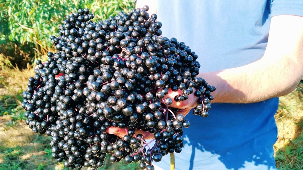 czarny bez
